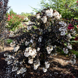 Lagerstroemia First Editions Moonlight Magic Crape Myrtle