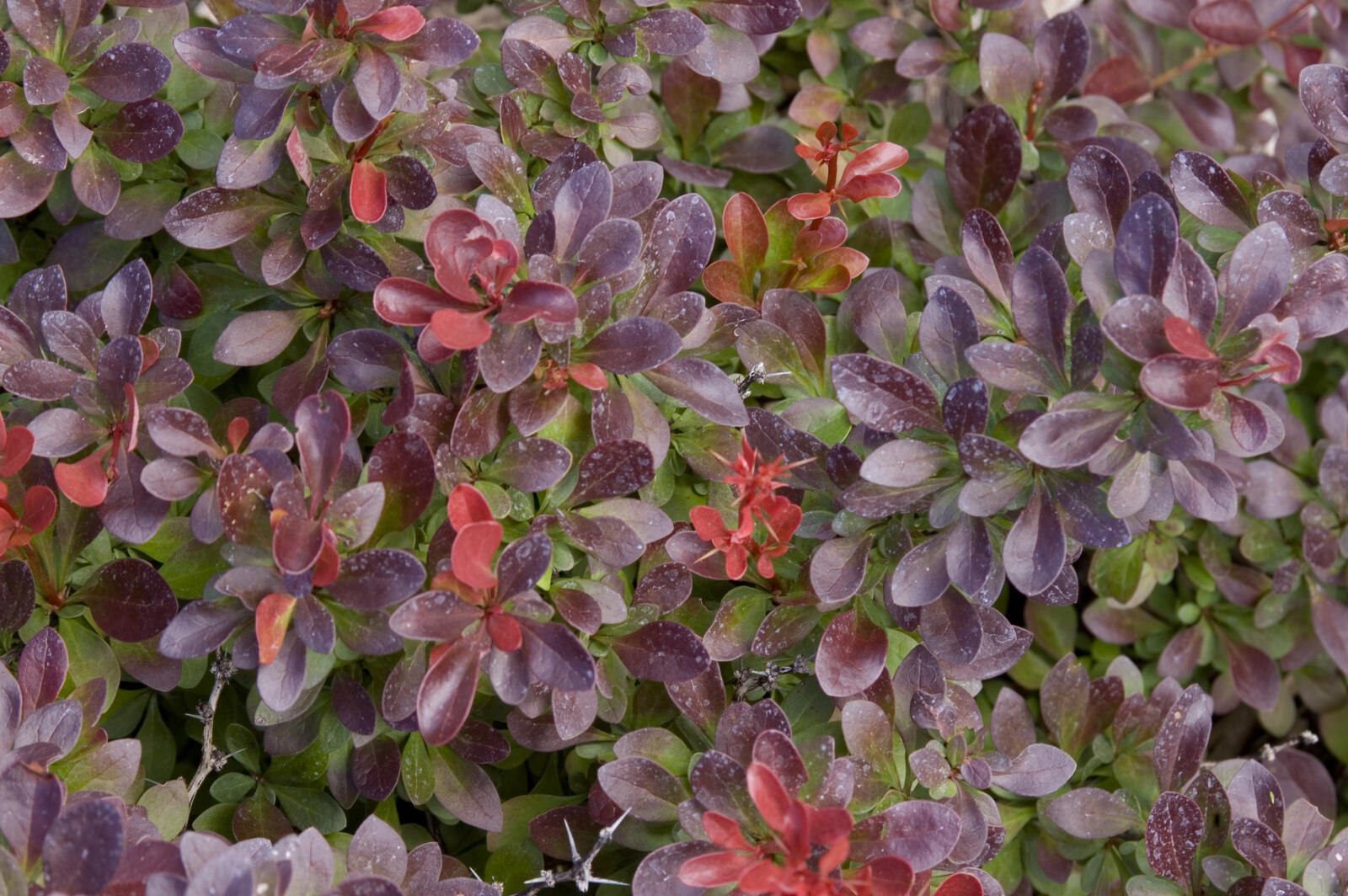 Cabernet close-up