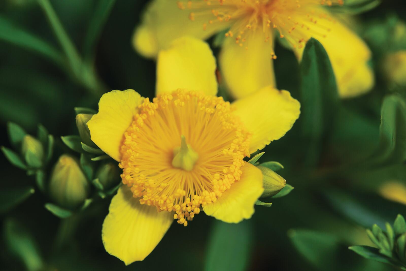 Cobalt-n-Gold close-up