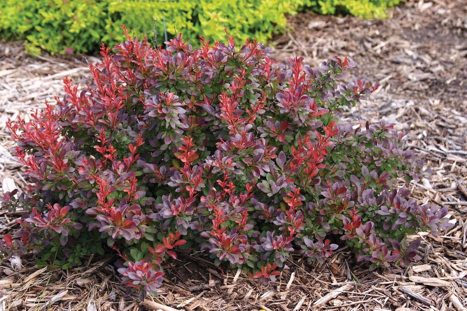 Cabernet garden view