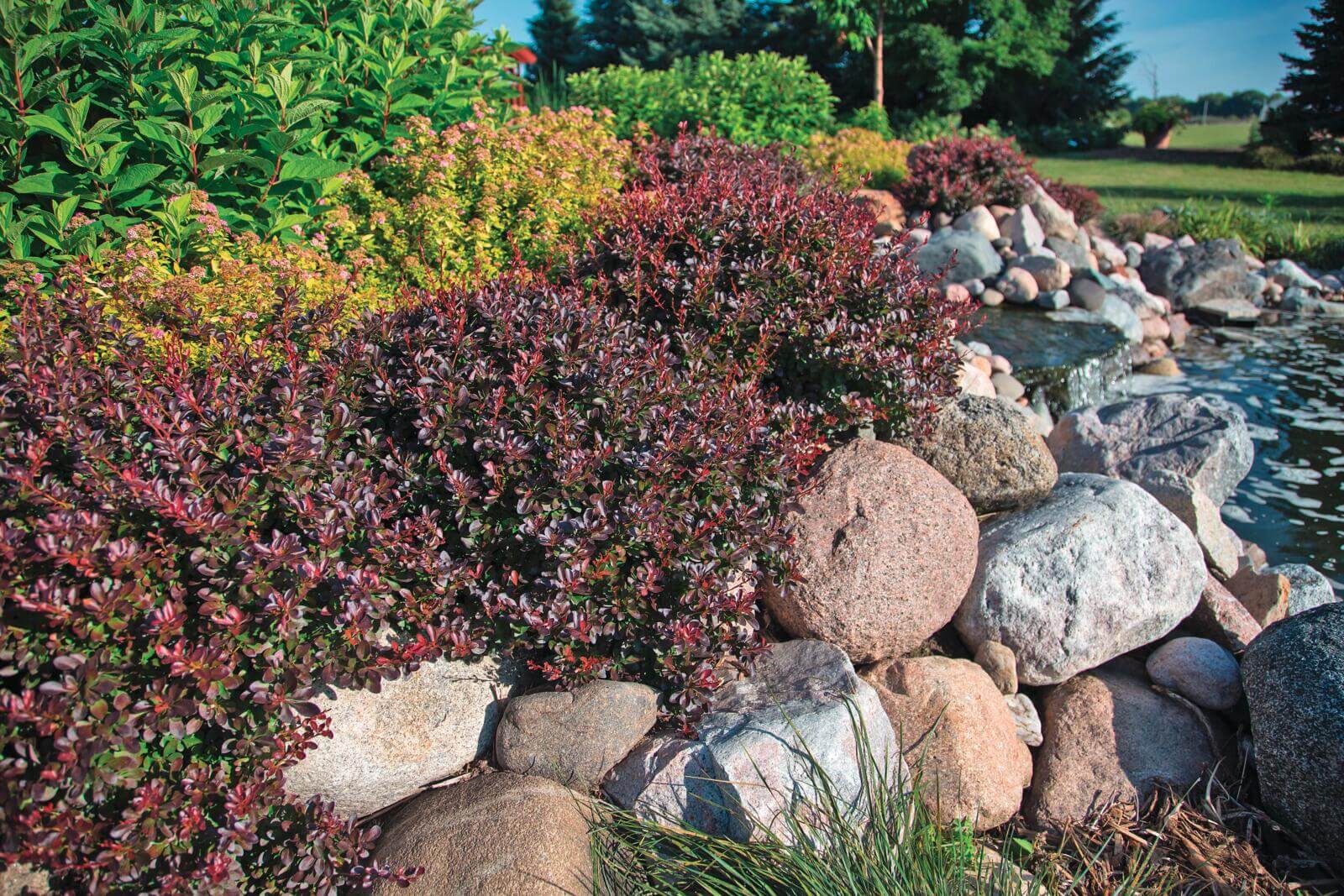 Cabernet garden view