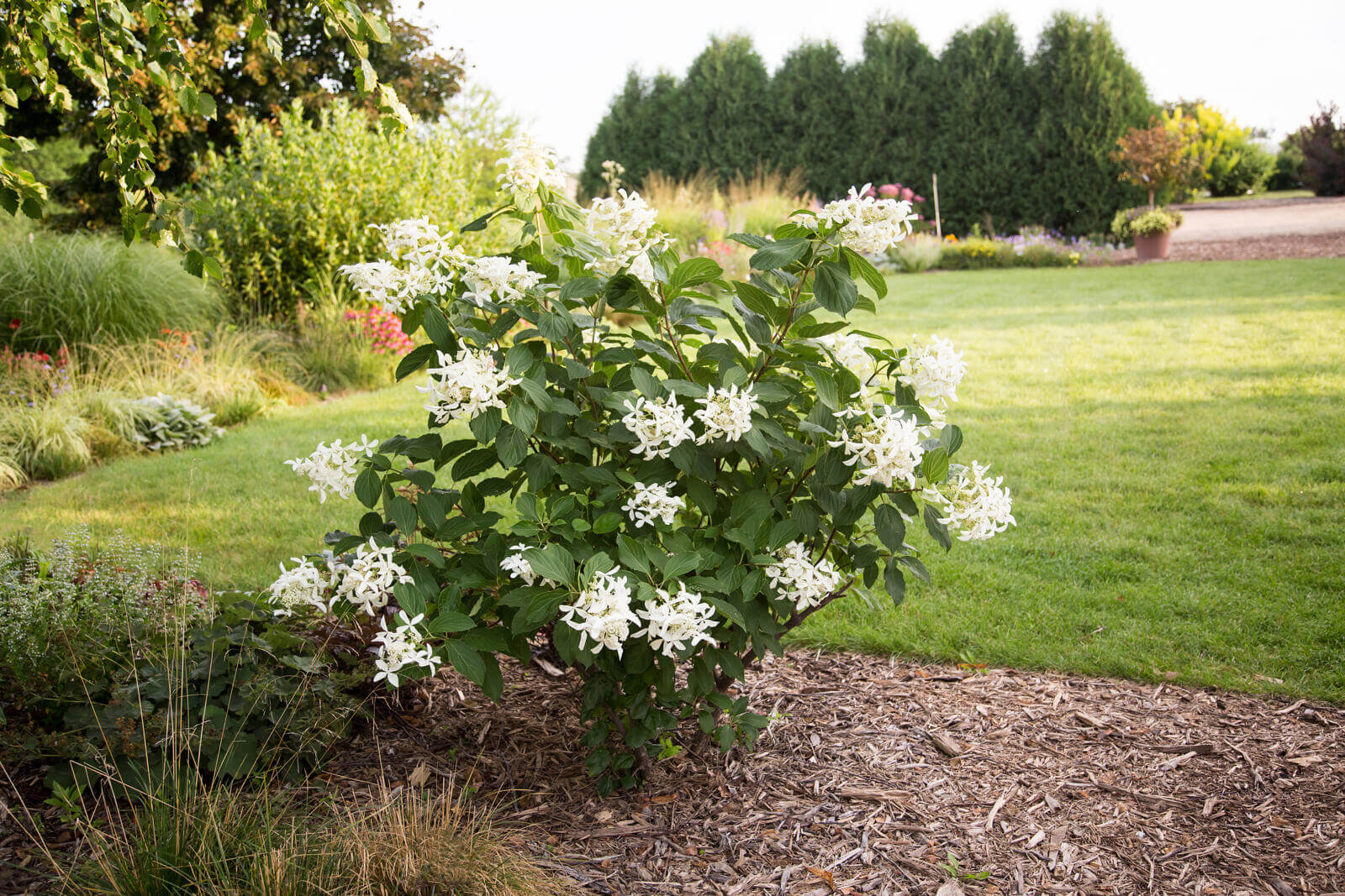 Great Star garden view