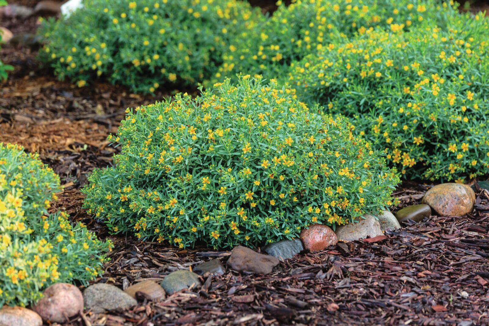 Cobalt-n-Gold garden view